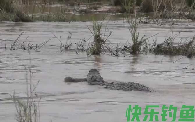 鳄鱼