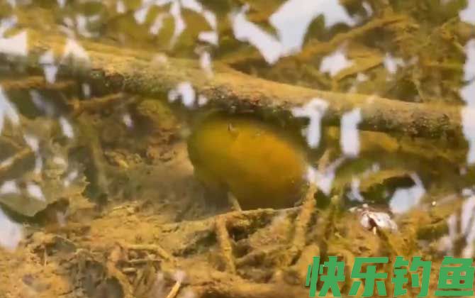 福寿螺