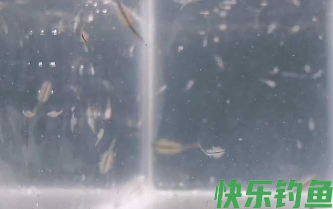 丰年虾