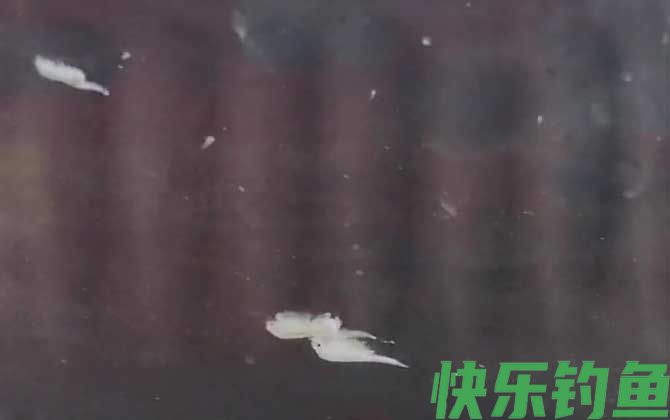 丰年虾