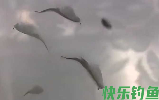 丰年虾