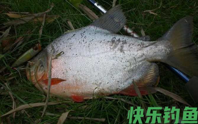 淡水白鲳
