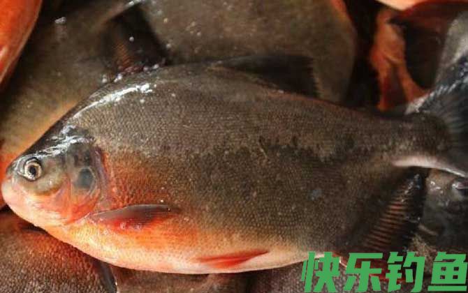 淡水白鲳