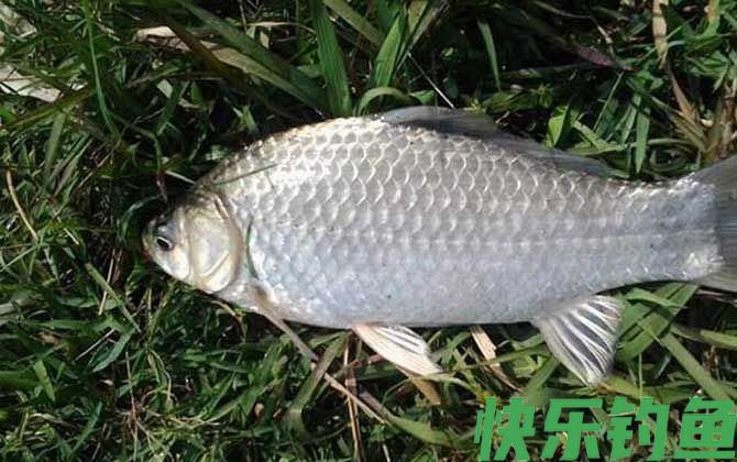 鲫鱼