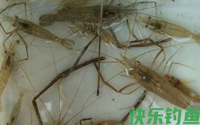 河虾