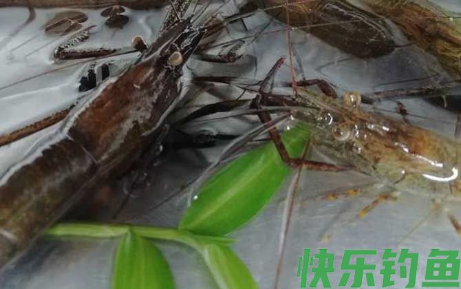 河虾