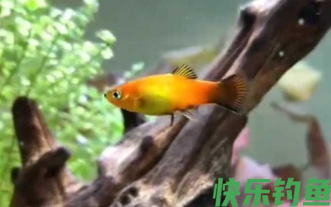 月光鱼
