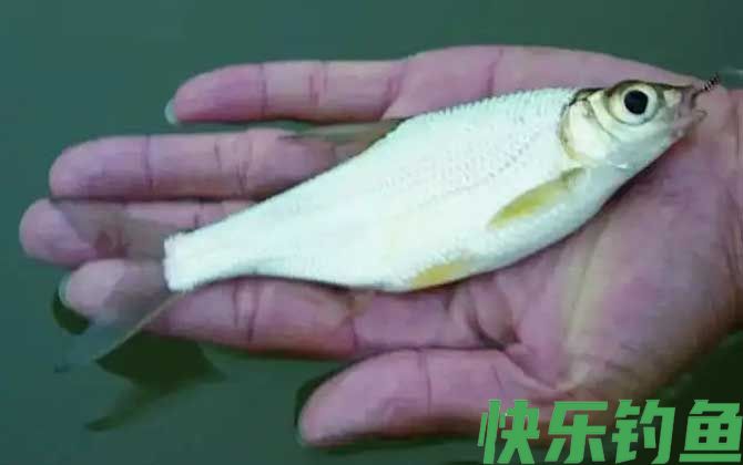 华鳊