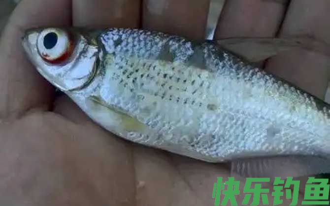 华鳊