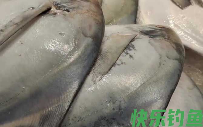 银鲳