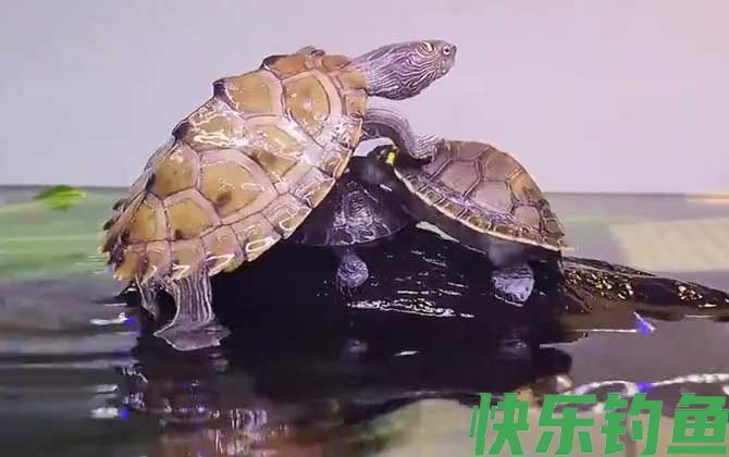 地图龟