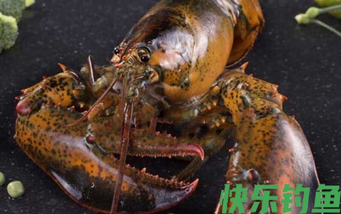 美洲螯龙虾