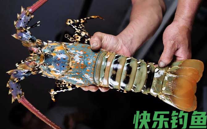 锦绣龙虾