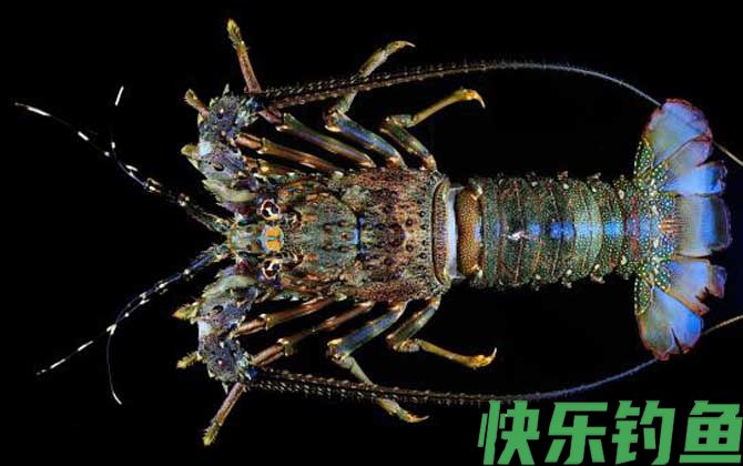 波纹龙虾