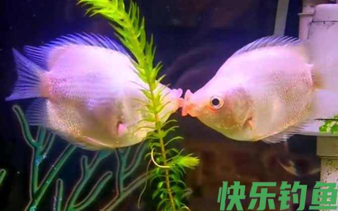 接吻鱼