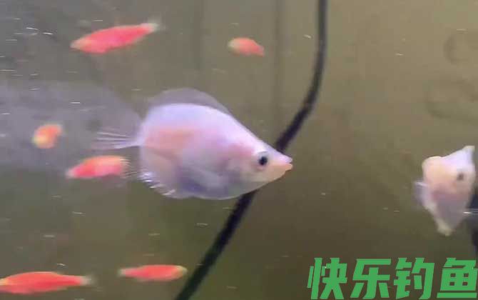 接吻鱼