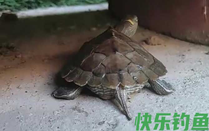 地图龟