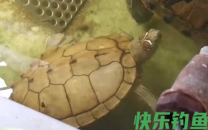 地图龟