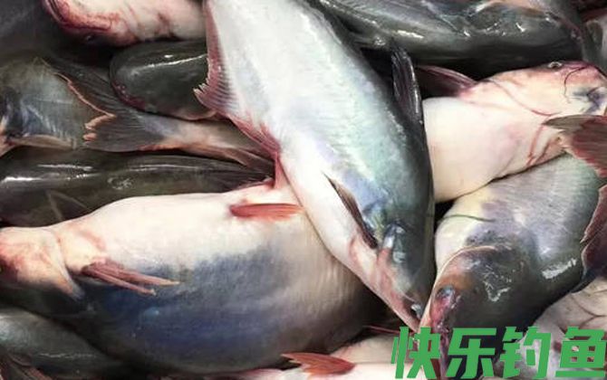 巴沙鱼
