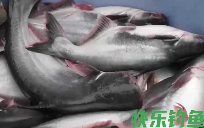 巴沙鱼