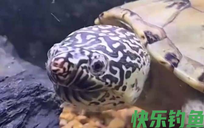 墨西哥蛋龟