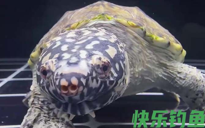 墨西哥蛋龟