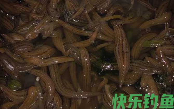 水蛭