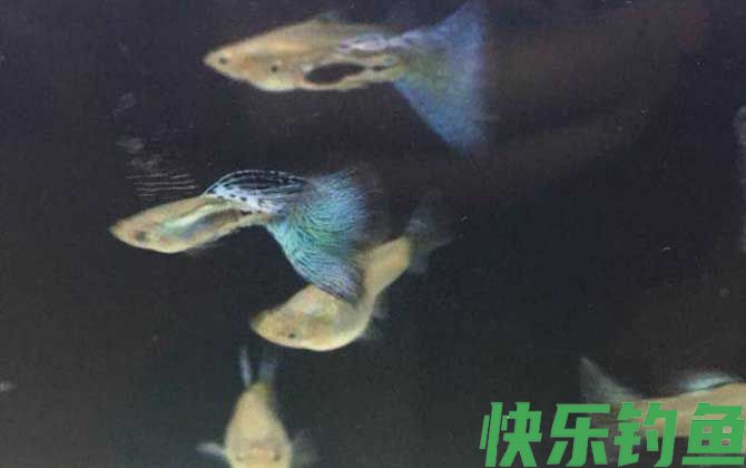 孔雀鱼
