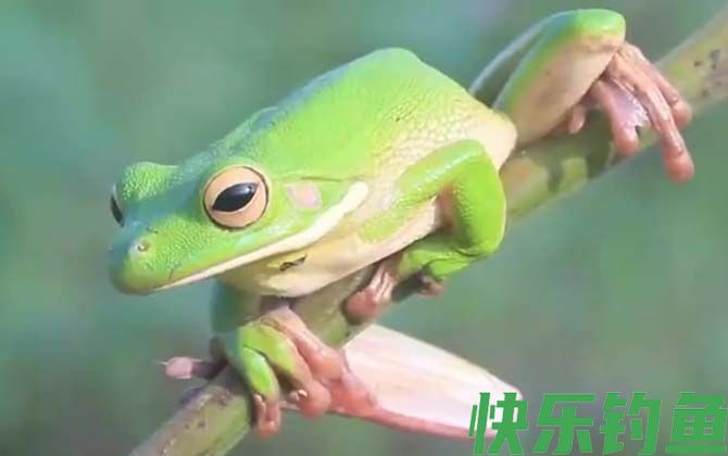 树蛙