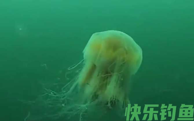 赤月水母