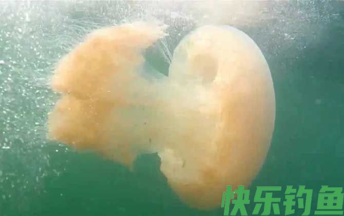 赤月水母