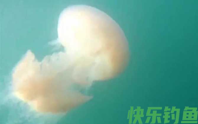 赤月水母
