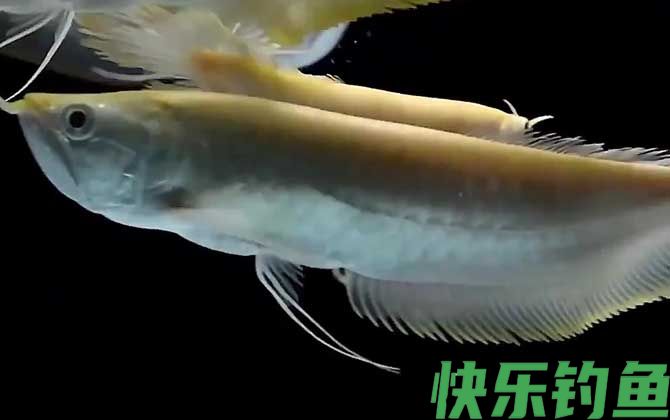 银龙鱼