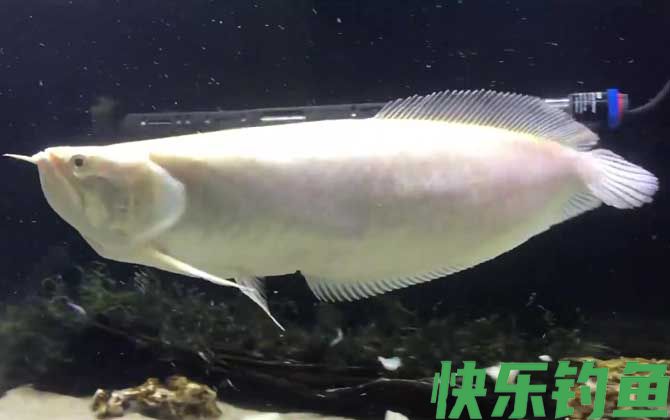 银龙鱼