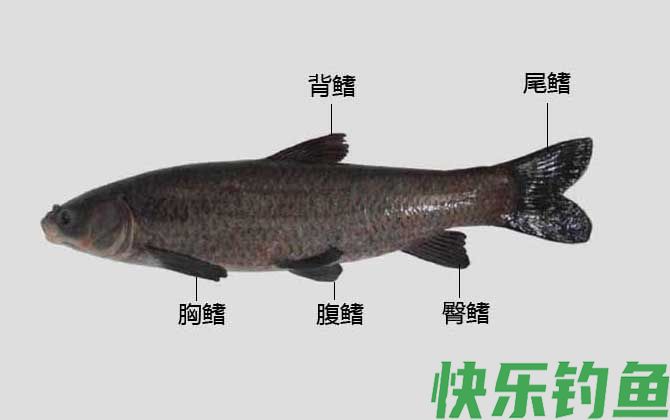 臀鳍