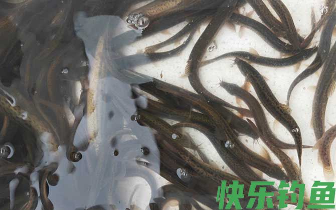 泥鳅