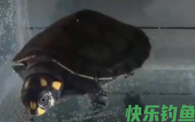 忍者龟