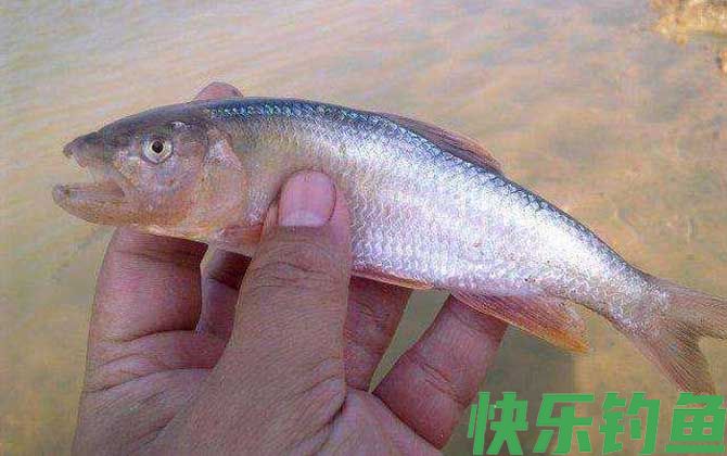 马口鱼