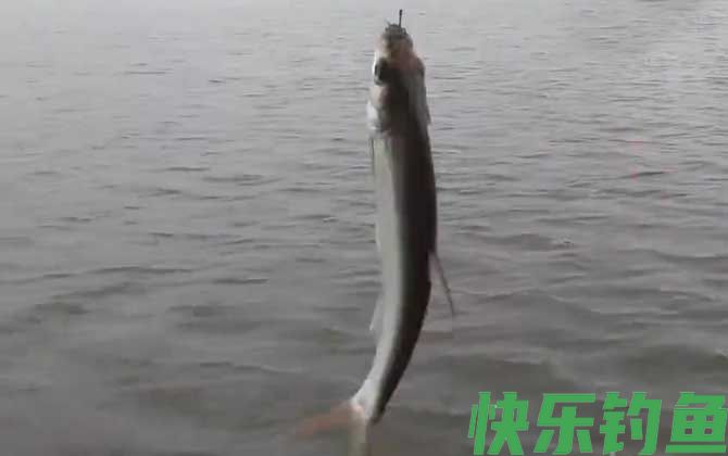 白条鱼