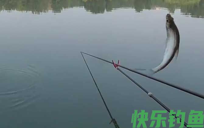 白条鱼
