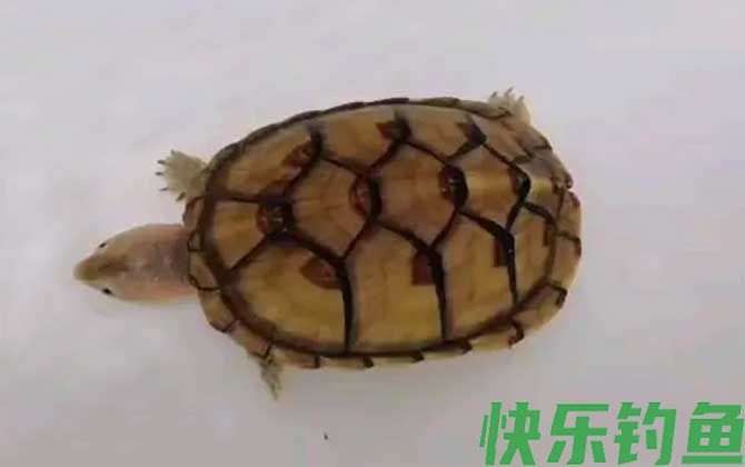 白唇蛋龟
