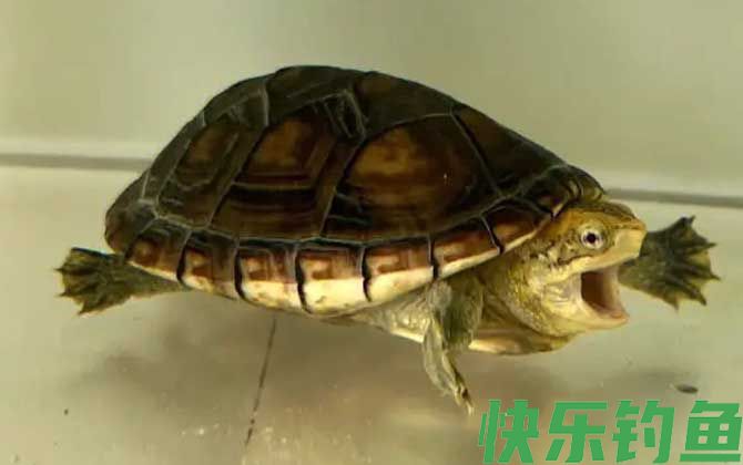 白唇蛋龟