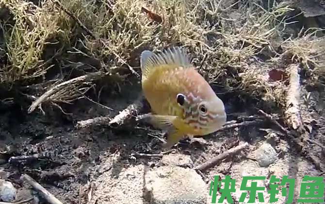 太阳鱼