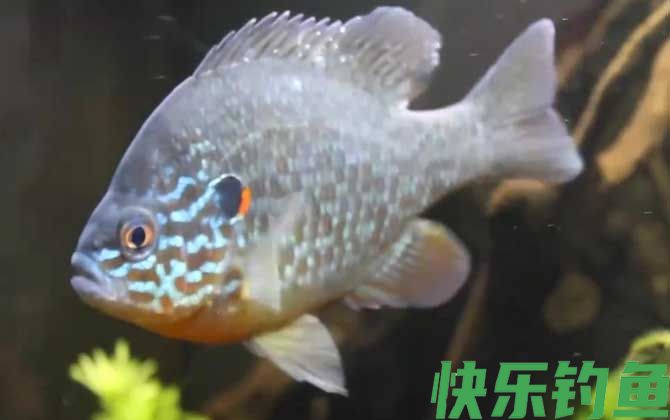 太阳鱼