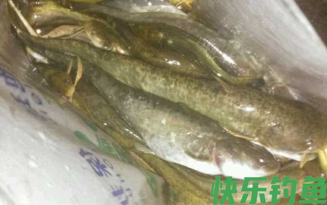 鲶鱼