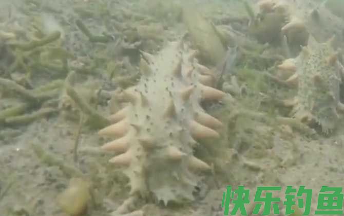 海参