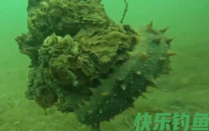 海参