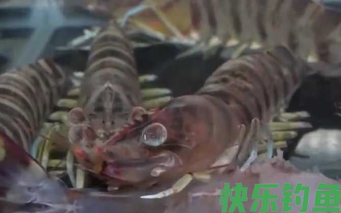 草虾