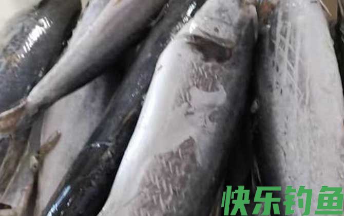 马鲛鱼