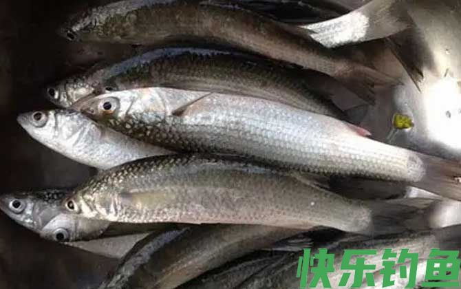 白眼鱼